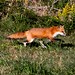 Flickr photo 'Red Fox (Vulpes vulpes)' by: bob in swamp.