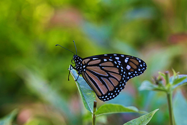 Monarch butterfly ..