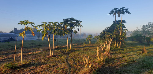 florida usa sunrise nature rural farmland tropical etatsunis plantcity chittyroad