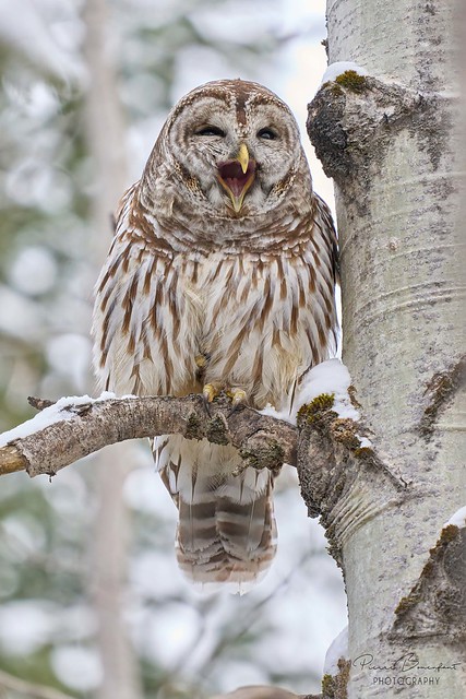 Barred owl - Chouette rayée