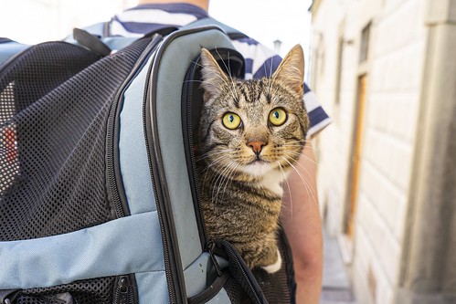 8 Things to Consider When Traveling With Your Pet 