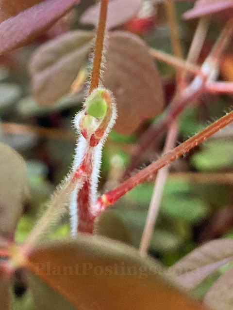 oxalis vulcanicola