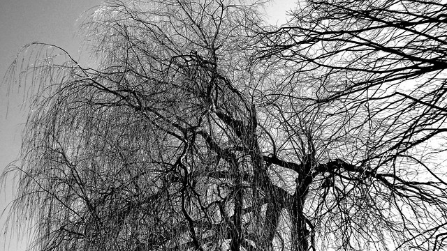Tangled treetops .....