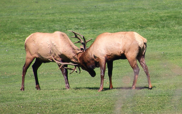 Bull Elk Fighting -  Estes Park, Colorado