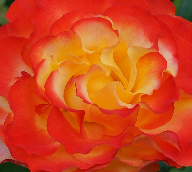 The Magnificent Tequila Sunrise Rose Glowing in the Sun