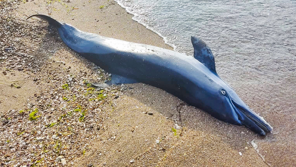A-dead-dolphin-washed-up-in-Tuzlovsky-Limany-National-Park-in-Ukraine-27-July-2022-2