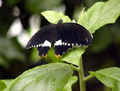 Schmetterling  -  Butterlfy