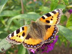 Schmetterling  -  Butterlfy