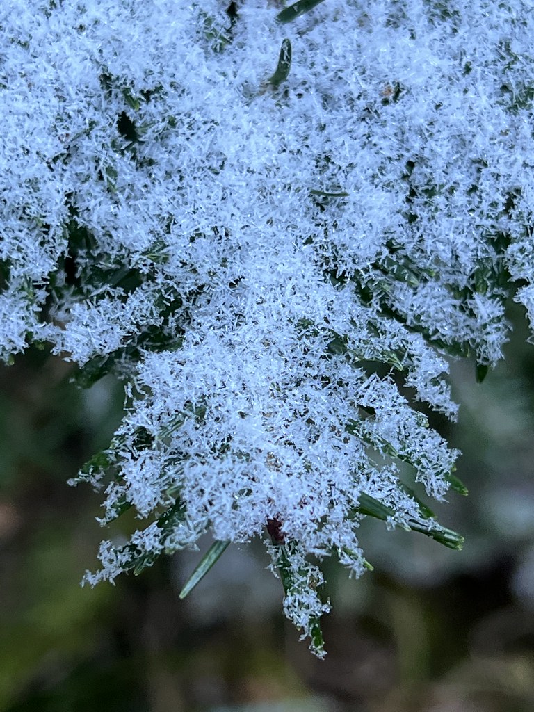 Rime ice at Avalanche Lake | akunkle99 | Flickr