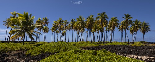 hawaii palmtrees landscape bradeide