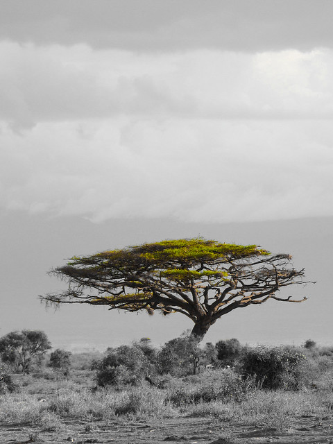 2023 (challenge No. 3 - old unpublished pics ) - Day 12 - lonely acacia tree, Amboselli, kenya 2015