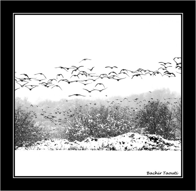Birds & snow -2