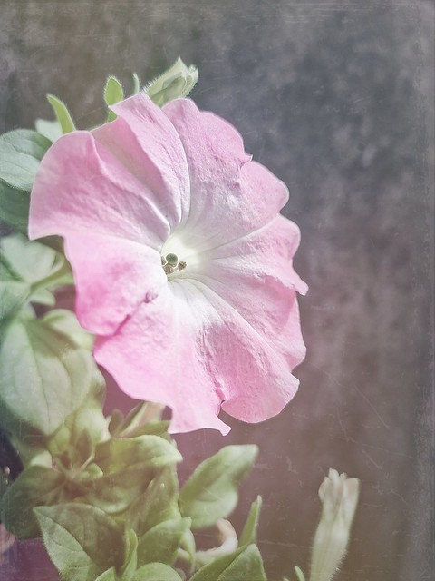 2023.01.13 My Flower (phoneography)