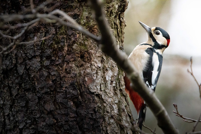 Great Spotted Woodpecker (Dendrococops major)