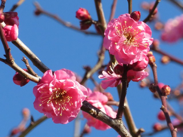 Japanese Apricot flower