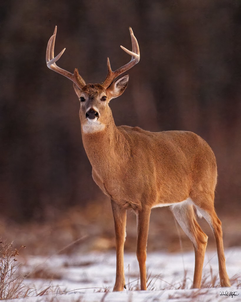Big Buck Poses During My Drive To Work (Explored)