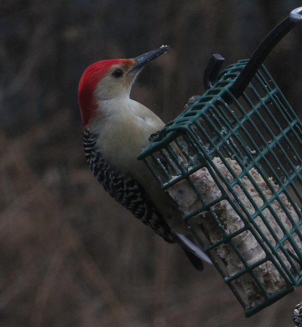 Red-bellied Woodpecker IMG_6293