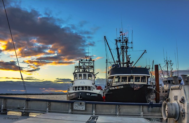 ABOVE DECK --- MV SEA HARVEST & MV WESTERN INVESTOR, STEVESTON FISHING VILLAGE, RICHMOND BC