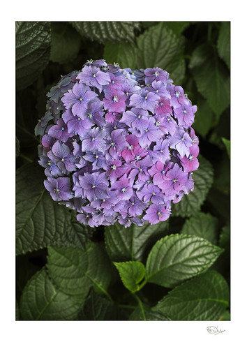 Hydrangea macrophylla 'Parzifal' | by radspix