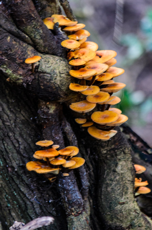 Frost-resistant fungi, velvet shank, the Paddock