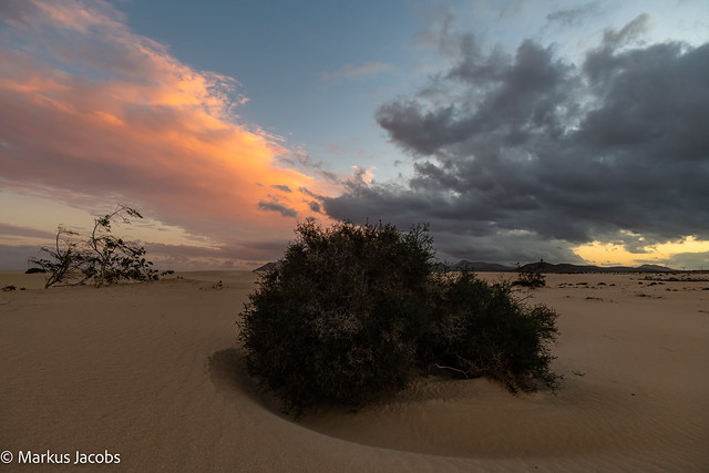 Sand dunes El Jable in Fuerteventura at evening