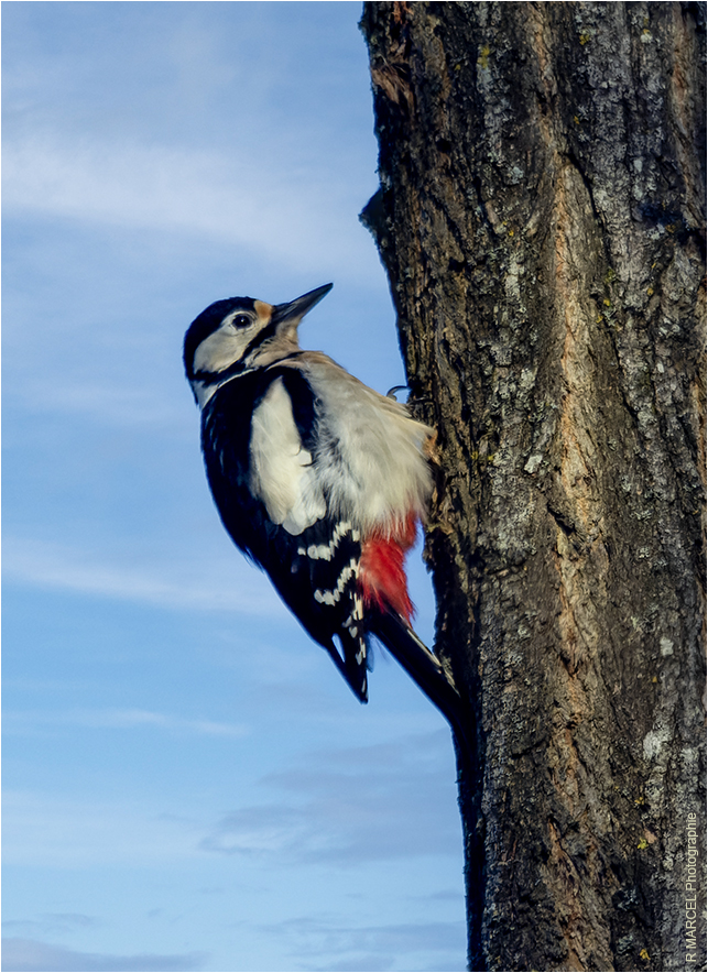 Dendrocopos major - Pic épeiche - Great Spotted Woodpecker