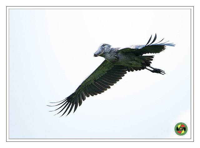 Shoebill Stork - Balaeniceps Rex