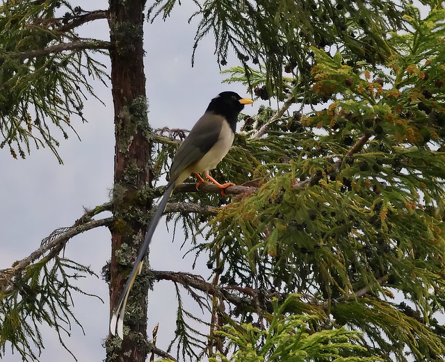 Yellow-billed blue magpie, Lachung, Sikkim