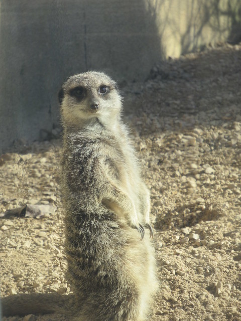 Meerkat (Suricata Suricatta), London Zoo, Outer Circle, Regent's Park, City of Westminster and Borough of Camden, London, NW1 4RY (3)