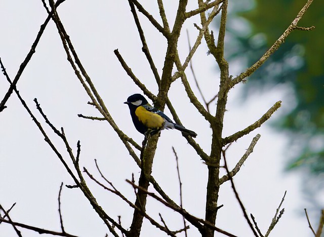 Green-backed tit, Sikkim