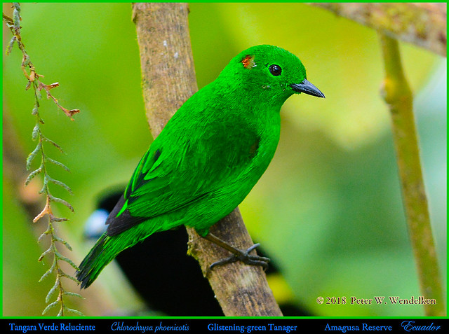 GLISTENING-GREEN TANAGER Perching Upright. Chlorochrysa phoenicotis in Northwestern ECUADOR. Tanager Photo by Peter Wendelken.