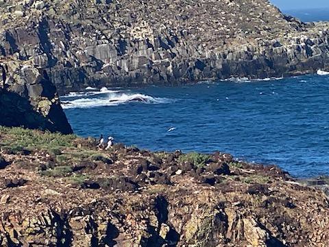 Can you spot the puffins? From Questions of Curiosity While Exploring Newfoundland 