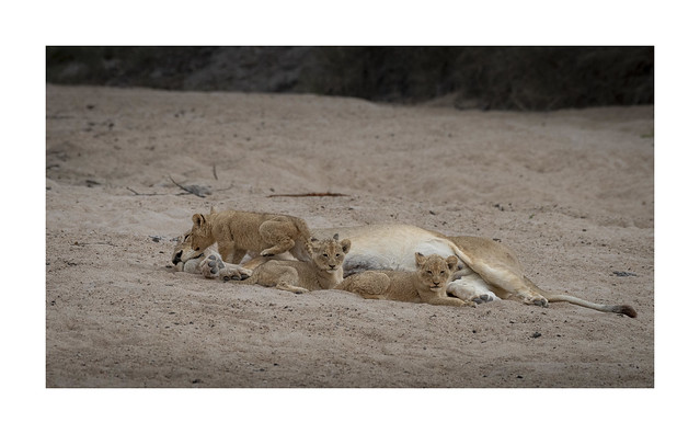 Lion with cubs | Kruger Sightings