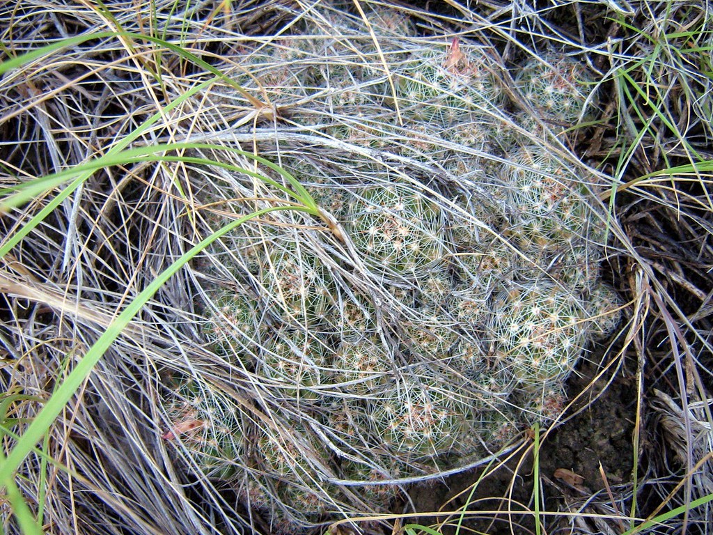 Escobaria vivipara in Alberta, Canada 52627085550_dafe36661b_b