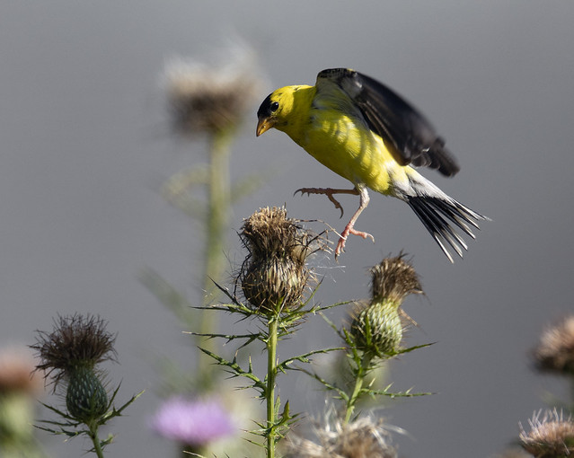 A male American goldfinch