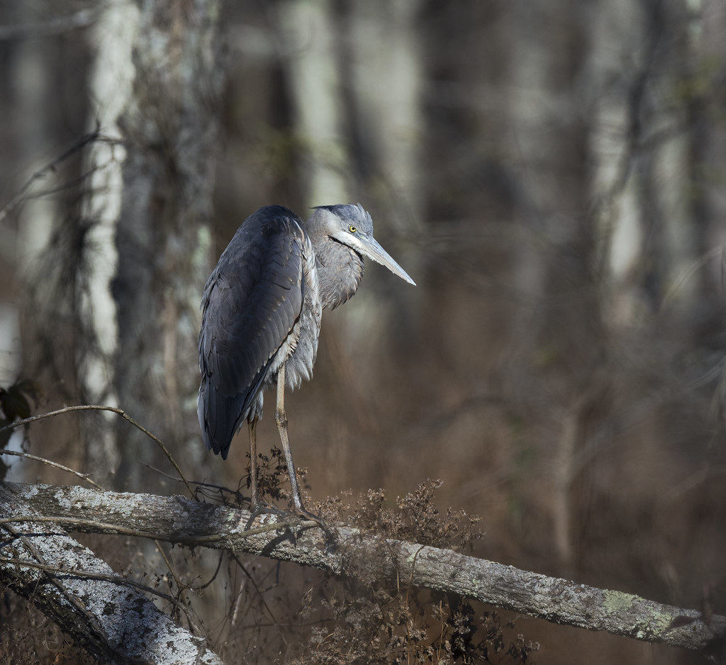 A great blue heron