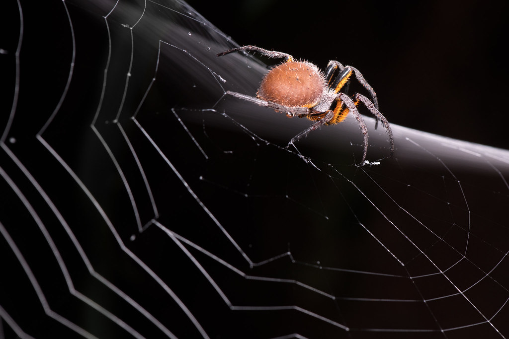Orb-weaver spider (Eriophora fuliginea)