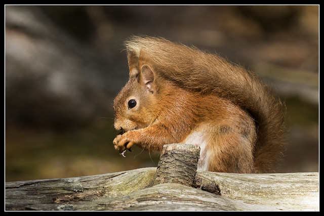 IMG_0329 Red Squirrel