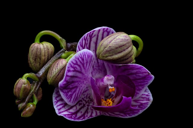Orchid for my Wife