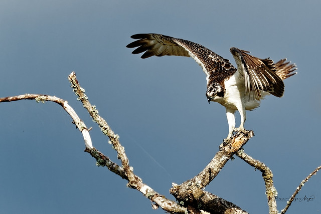 Balbuzard pêcheur Pandion haliaetus - Osprey