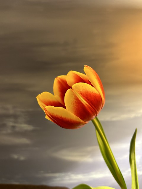 Fire tulip