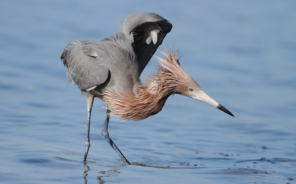 Reddish Egret, Green Key | IMG_2024xxx | Vince Capp | Flickr