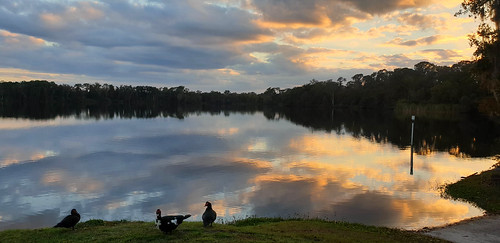 waldronlake plantcity usa florida lake sunset reflection ducks clouds nature