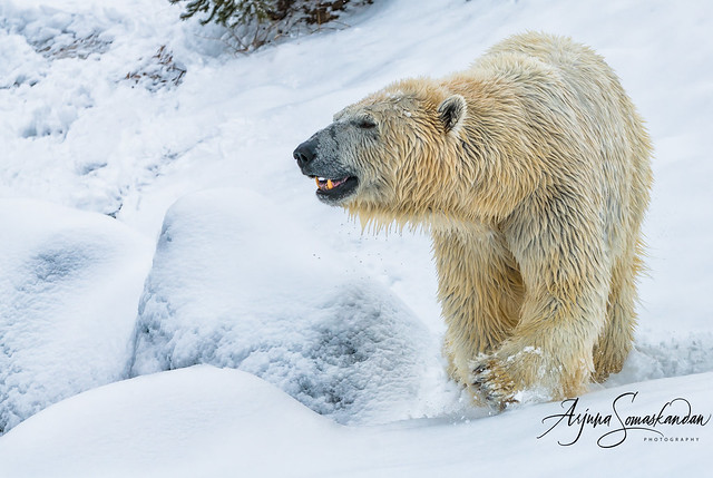 Toronto Zoo - Polar bear winter march_