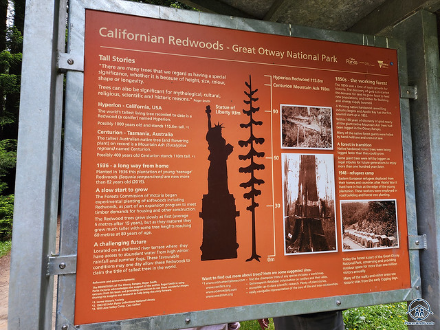 californian redwood tree