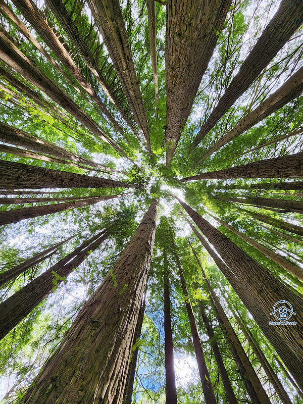 californian redwood forest