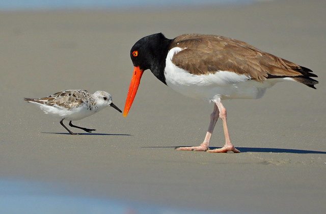 Oystercatcher with a Sanderling