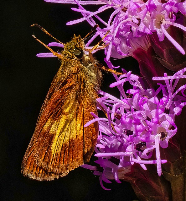Broad-winged Skipper on Gayfeather Flowers