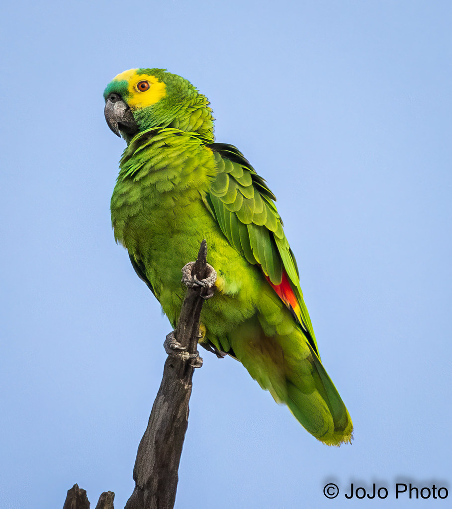 Parrot (Turquoise-Fronted) - Taiamã Reserve, Pantanal, Brazil - 28