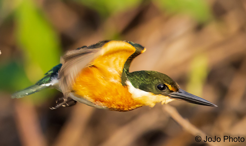 Kingfisher (American Pygmy) - Taiamã Reserve, Pantanal, Brazil - 14